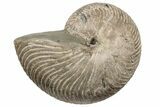 Fossil Nautilus (Cymatoceras) - Madagascar #197172-1